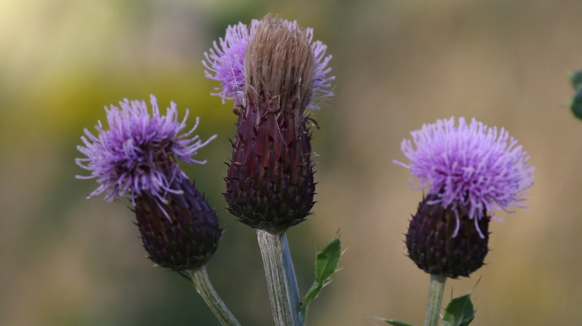 Thistles
