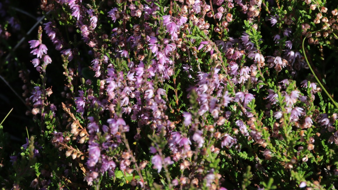 Close up look at heather