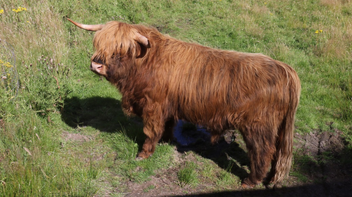 Highland cattle