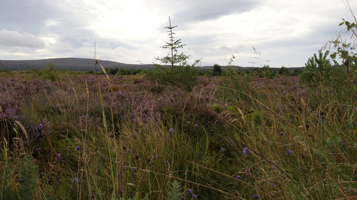 Swampy and covered with thick brush