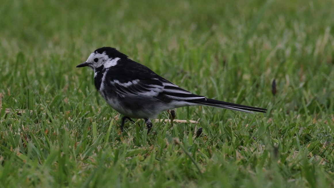 Pied Wagtail