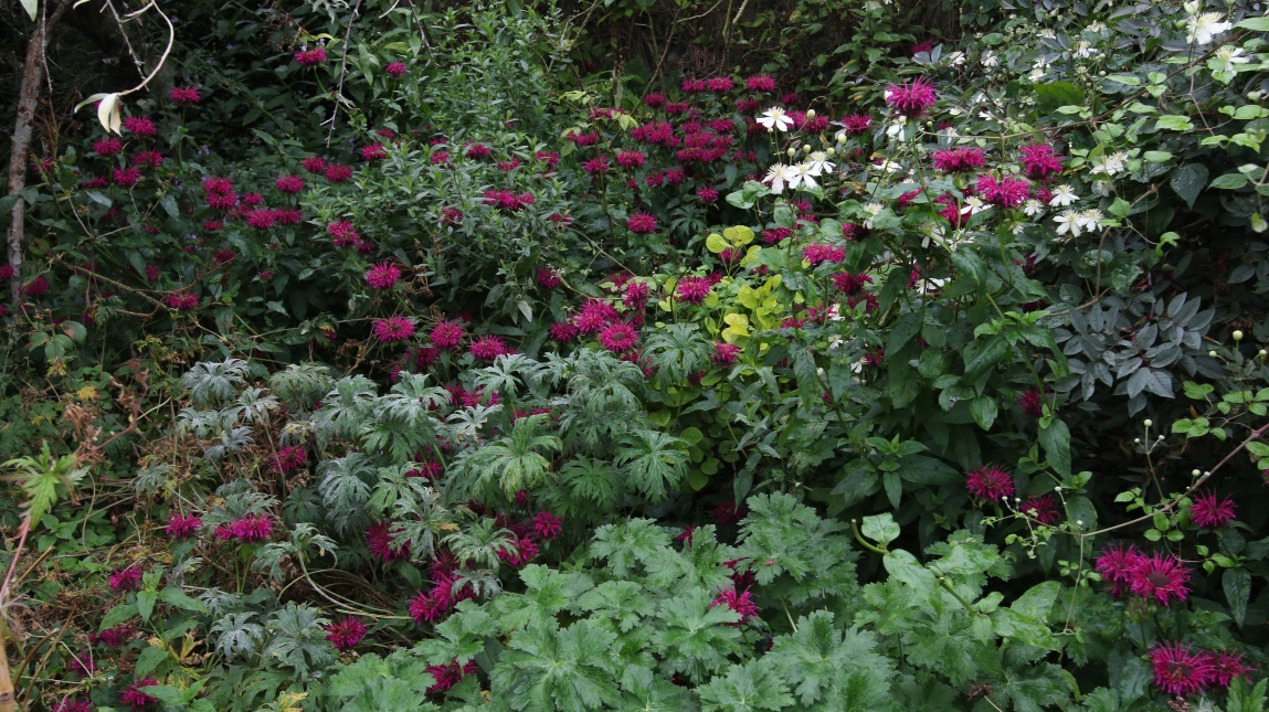 Flowers in the garden