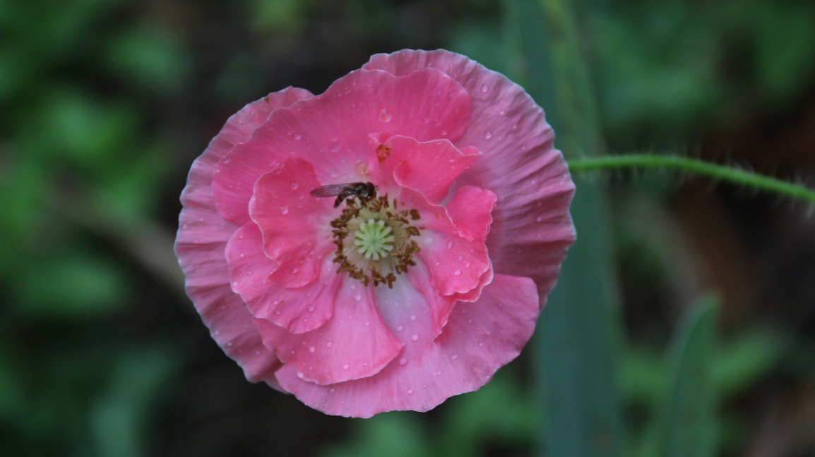 Flower with a fly