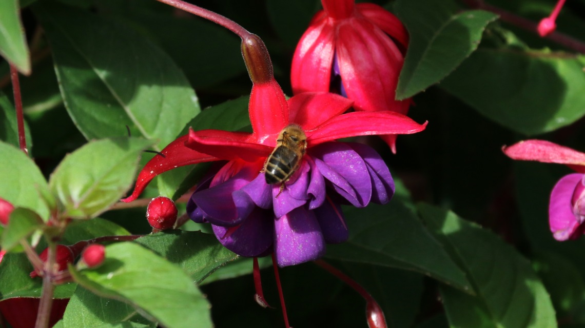 Fuschia with a bee
