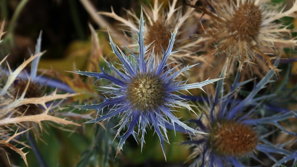 Cool starburst flower