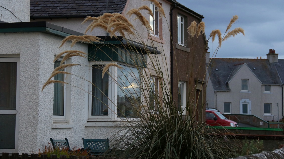 Tall grass plant