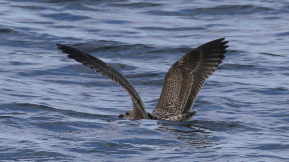Another Arctic Skua