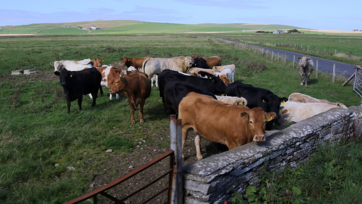 Cows in Sandwick