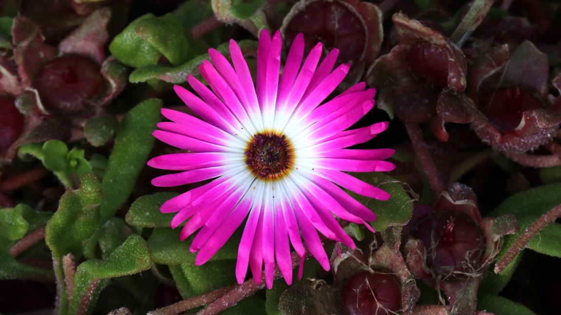 Bright flower