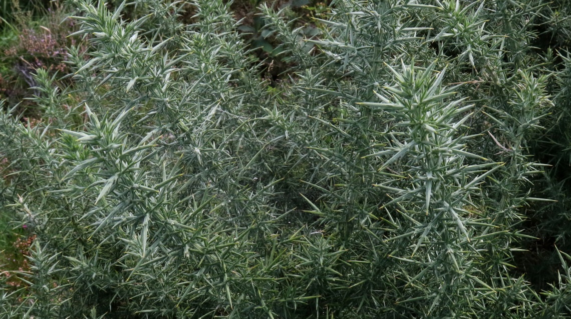 Very very spiny bush