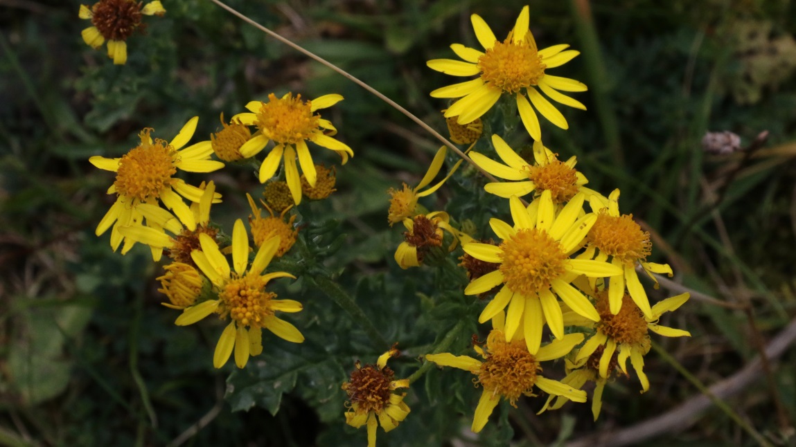 Yellow flowers