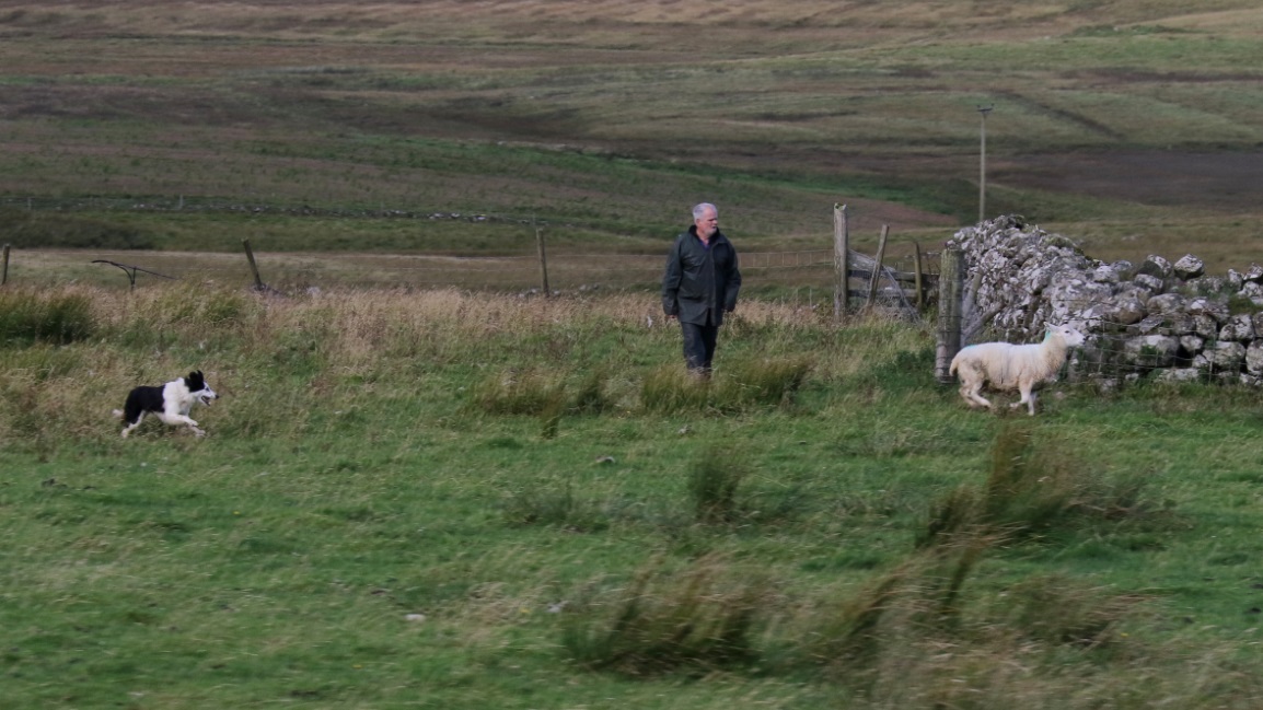 Sheep herding in Kilmuir
