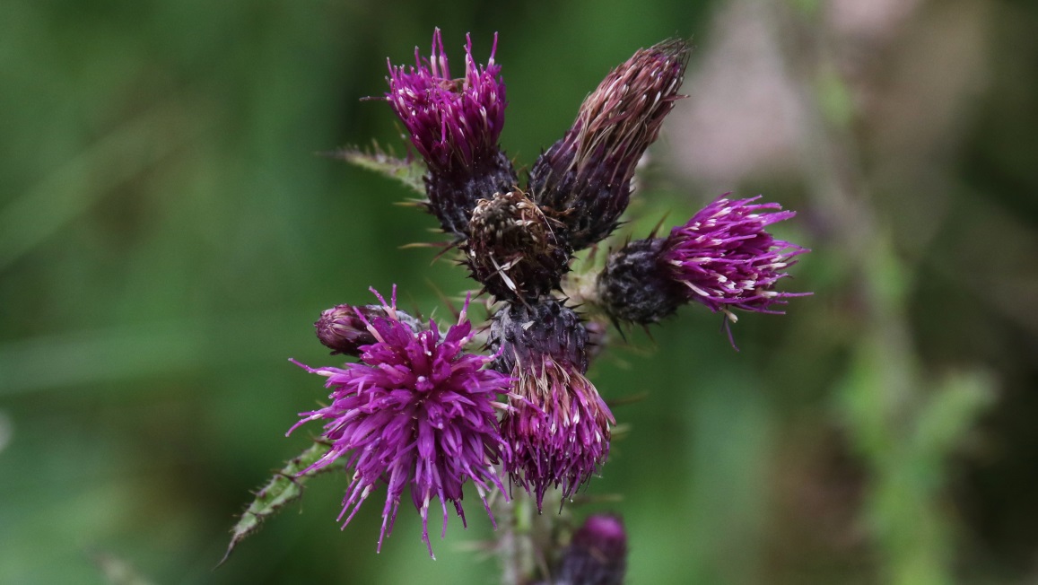 Mini thistle