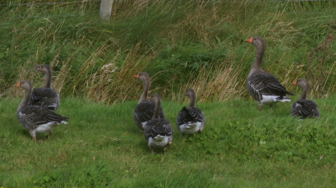 Geese in Kilmaluag