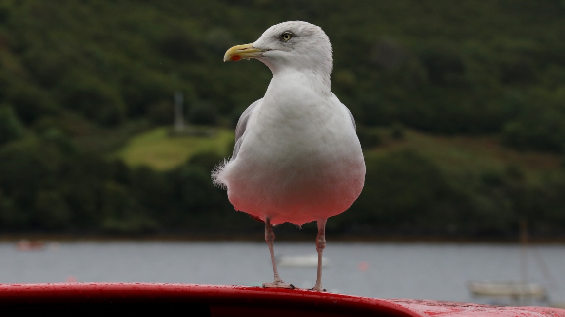 Seagull standing on a car