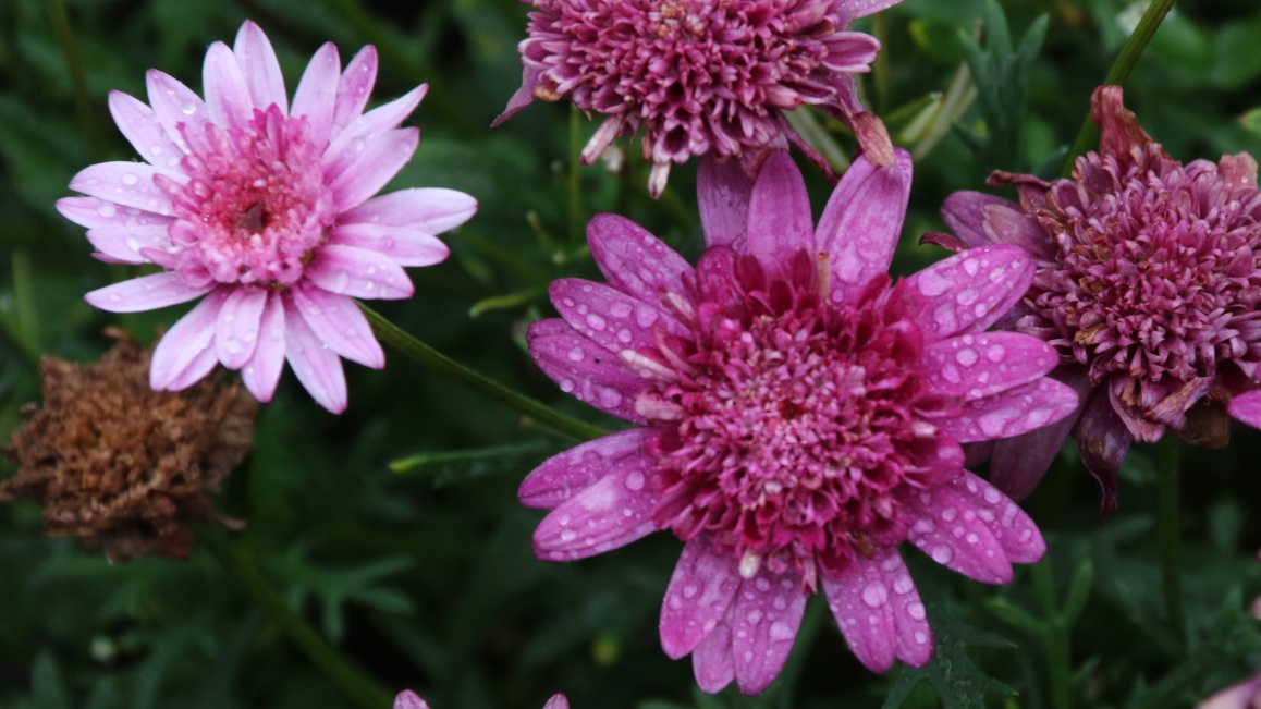 Colorful flower