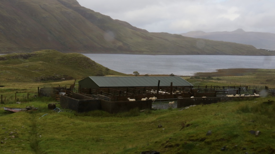 Sheep farm just West of Sconser