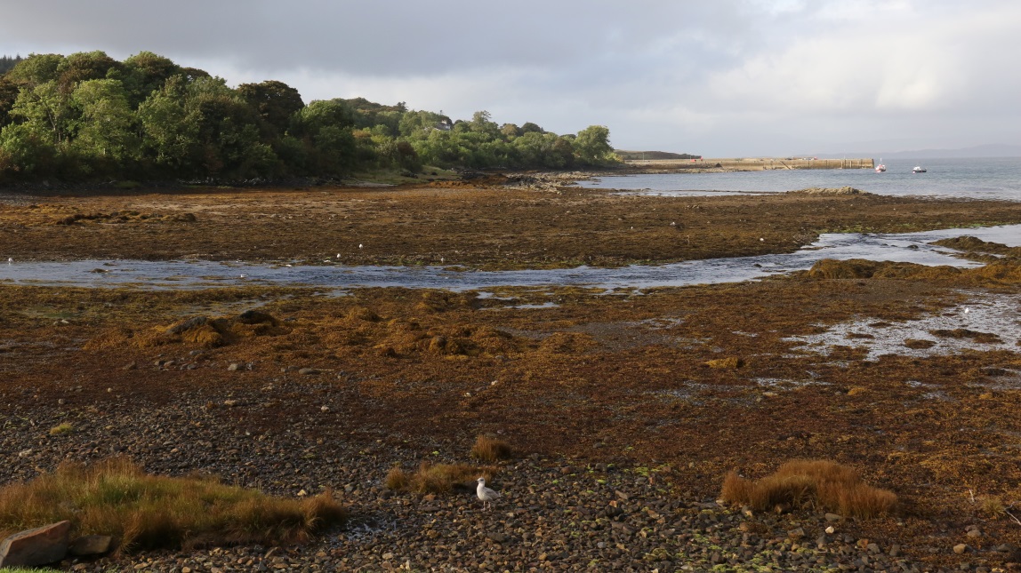 Broadford River delta