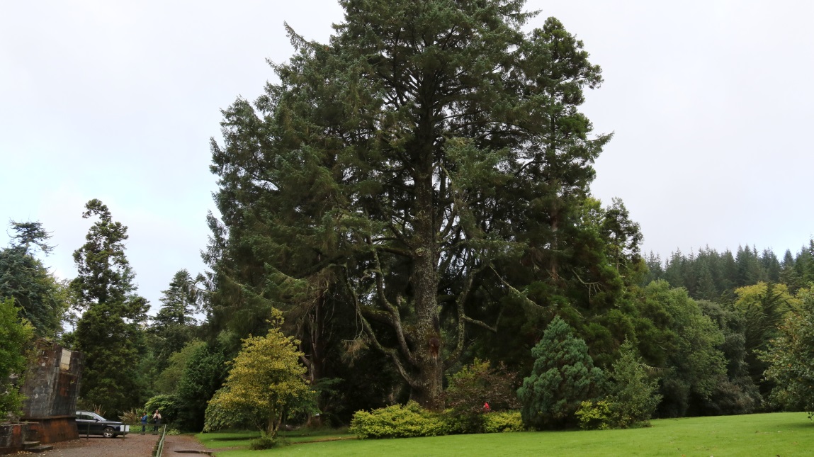 Magnificent Sitka Spruce
