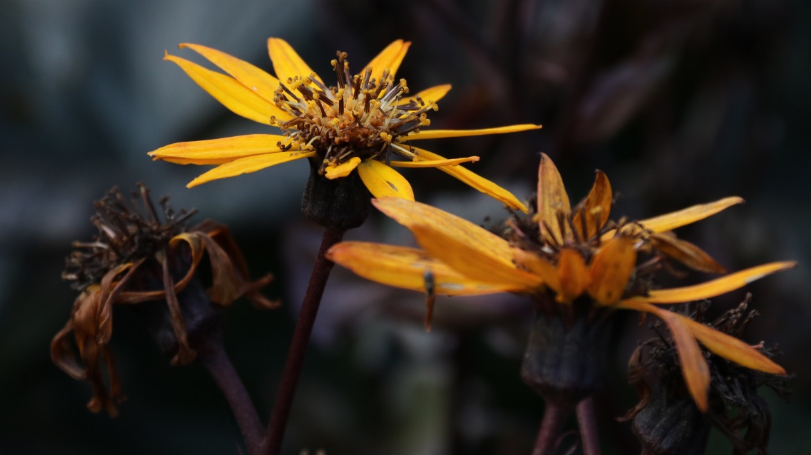 Flower on the Clan Donald lands