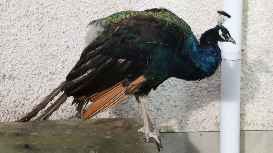 Peacock lives outside the Museum of the Isles