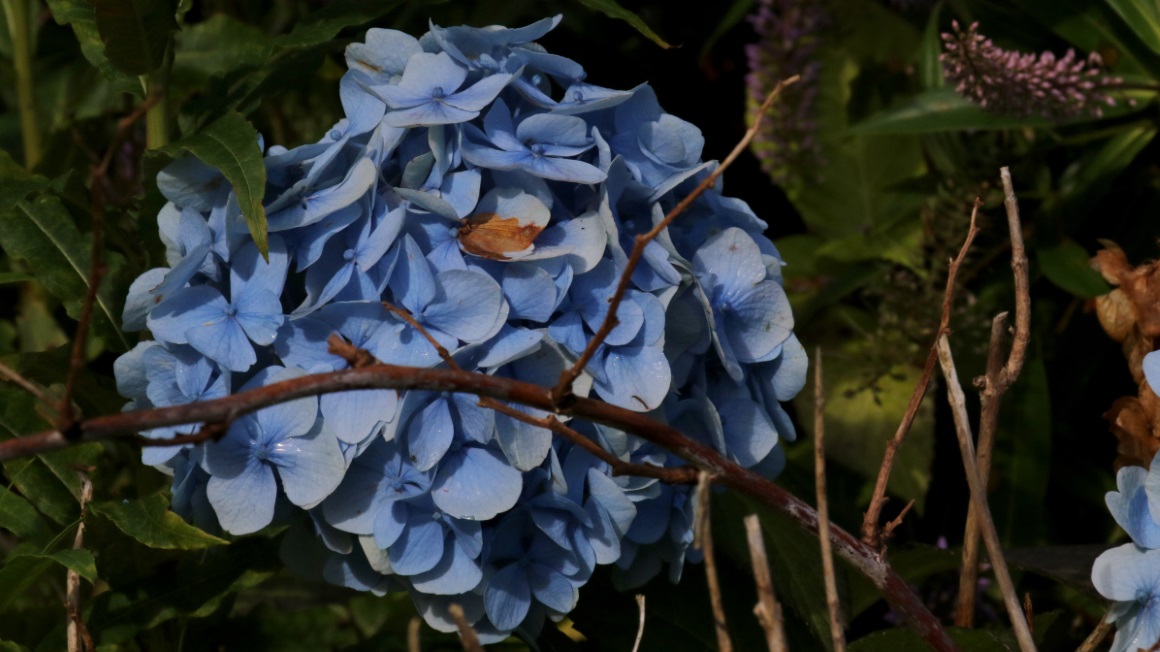 Rhododendron