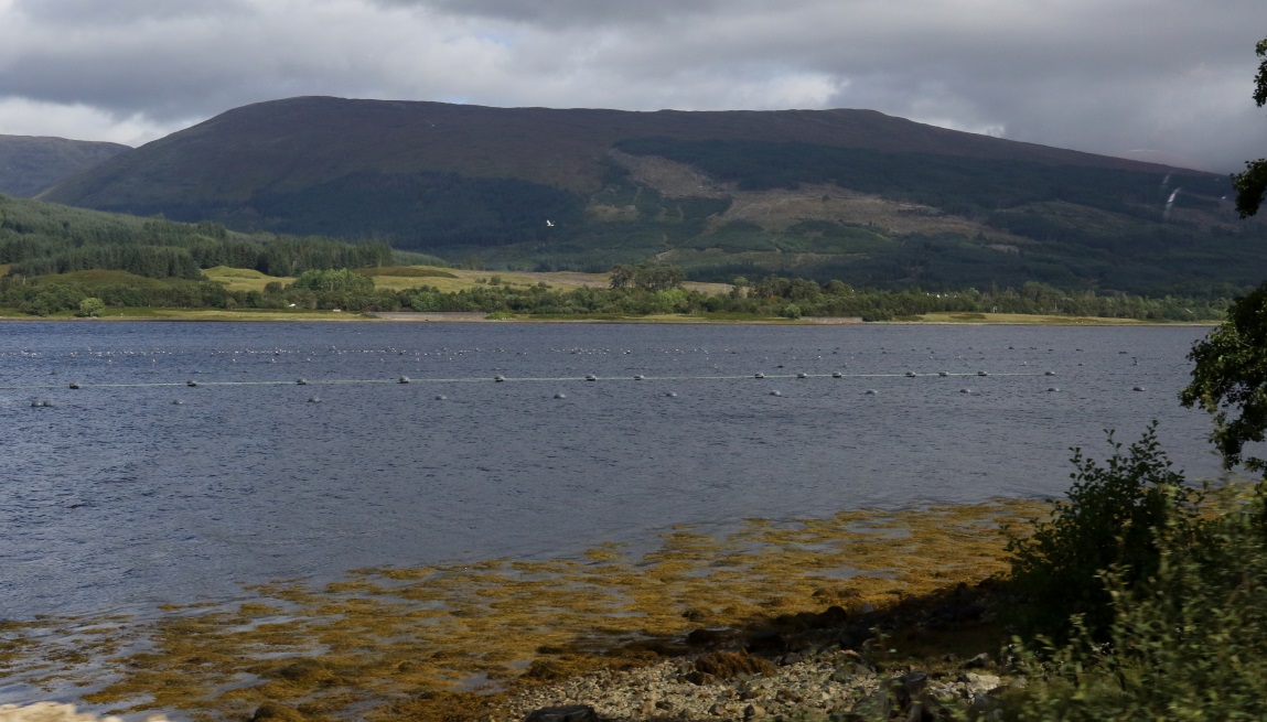 Farming mussells