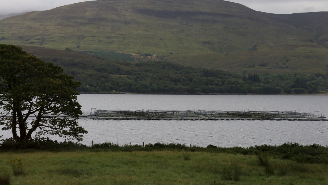 Salmon farm on Loch Linnhe