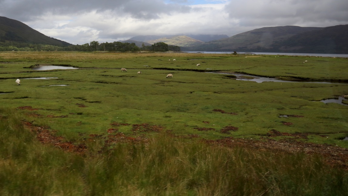 Sheep in the Scaddle River delta