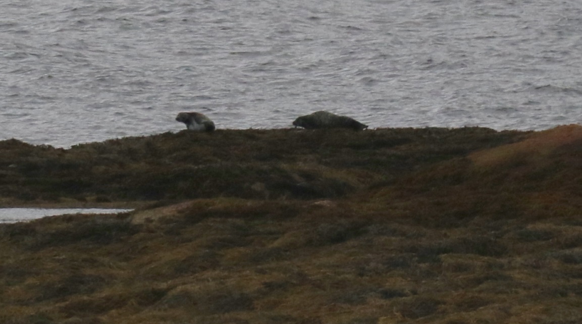 Seals on the shore