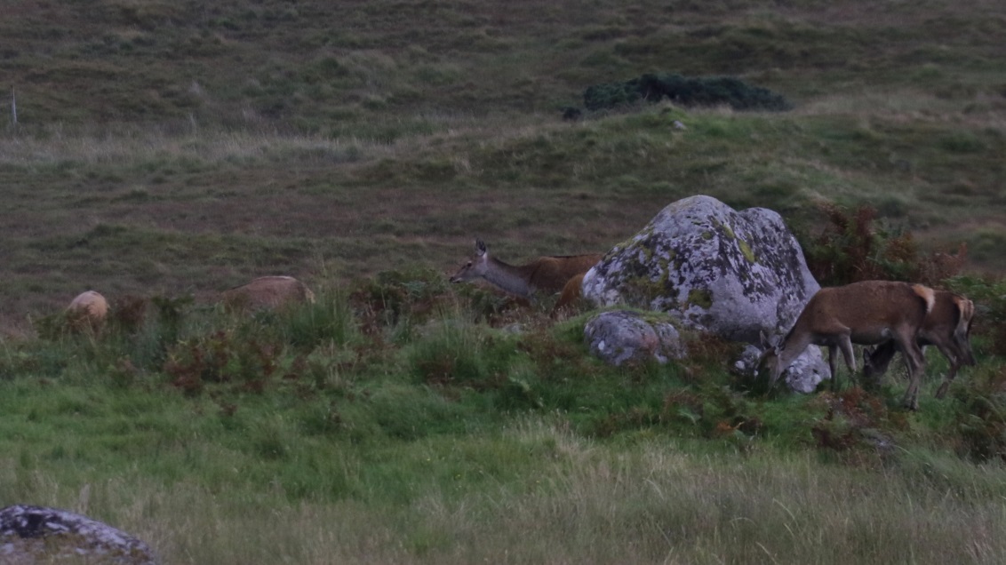 Red deer in Clounlaid