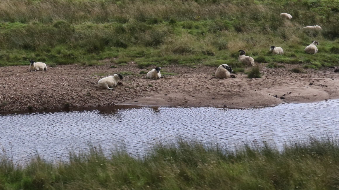 Sheep enjoying a beach day