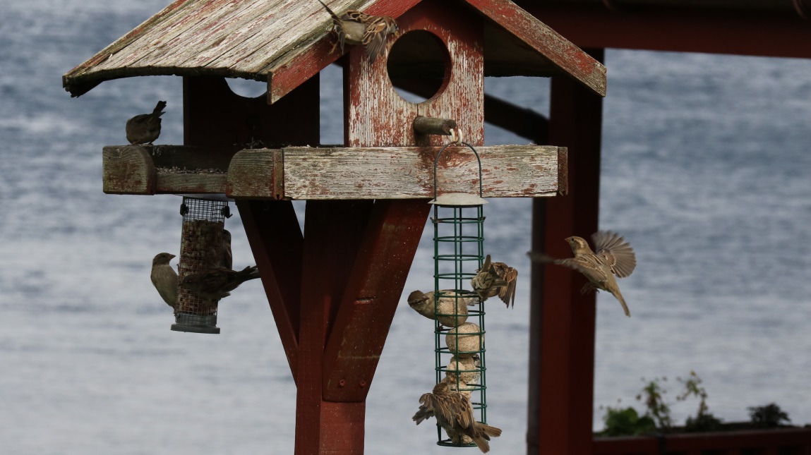 Bird feeder