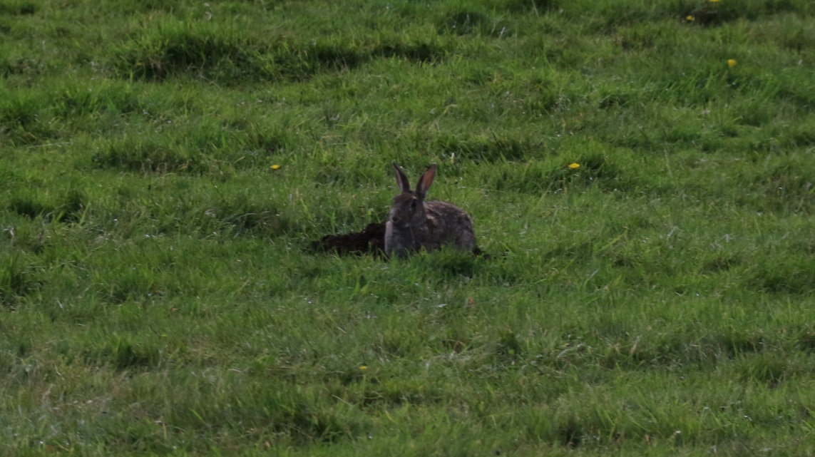 Rabbit in Aros