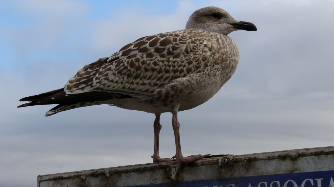 Gull searching for a meal