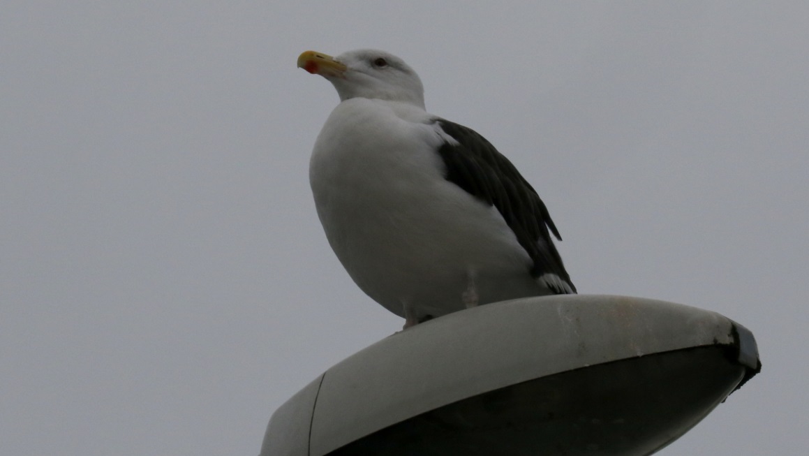 Seagull watching