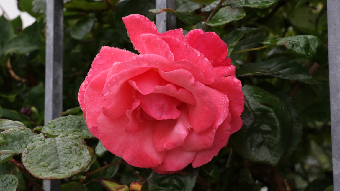 Rose on Iona