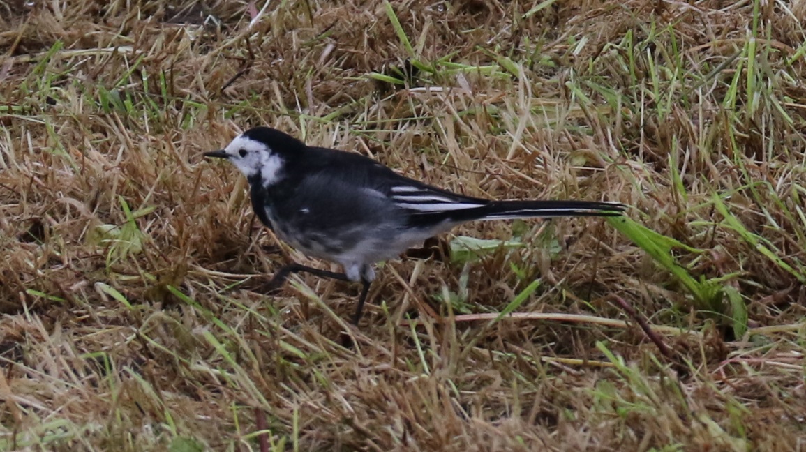 Pied wagtail