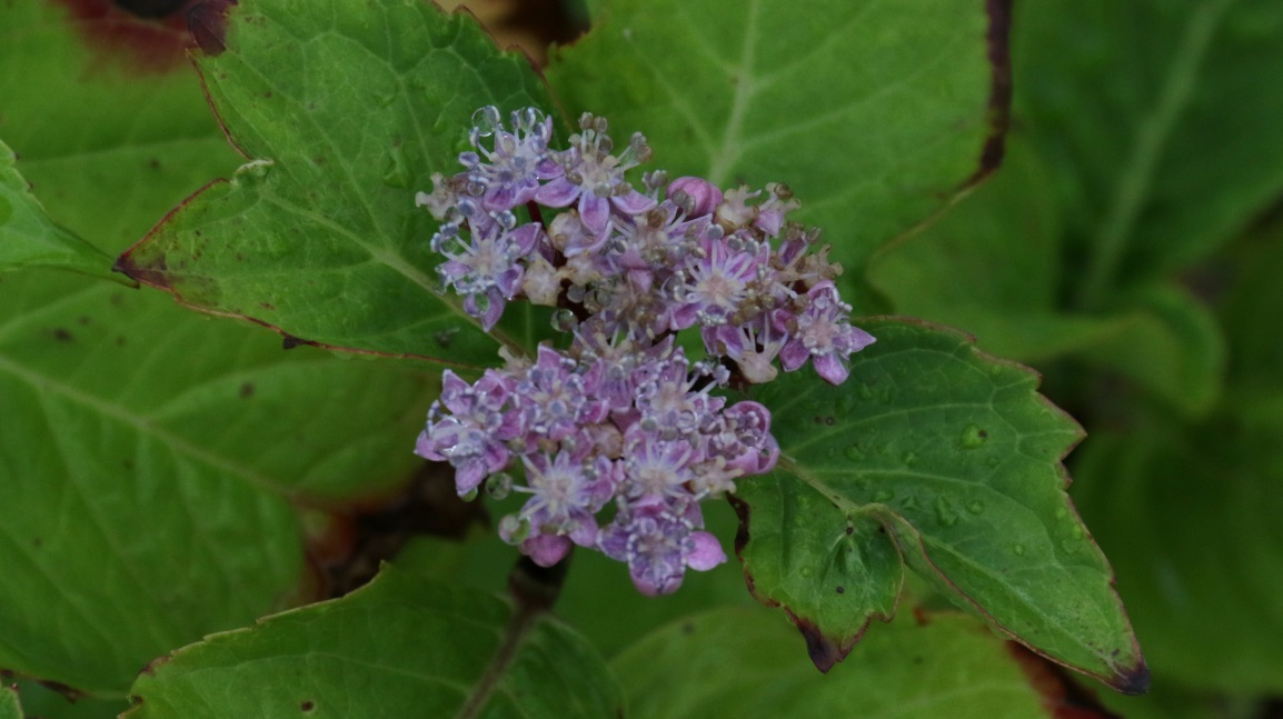 Tiny purple flowers