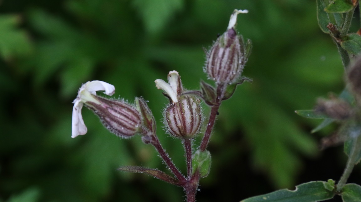 White flowers