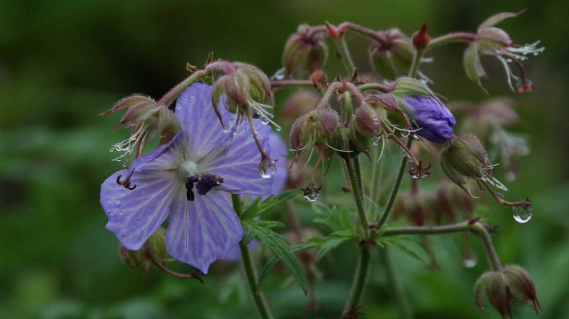 Another purple flower