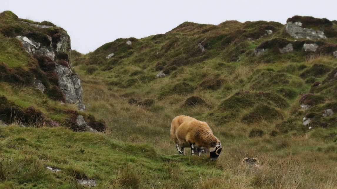 Unusual tan sheep