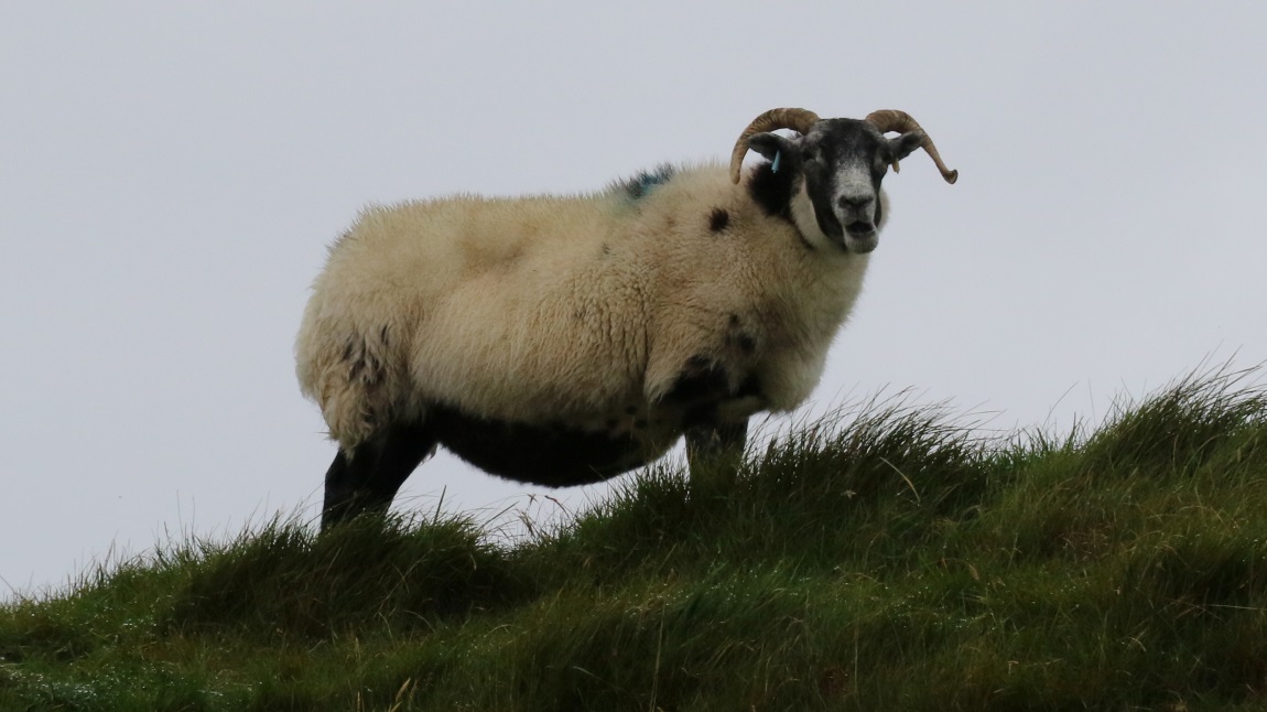 Fat sheep on Iona