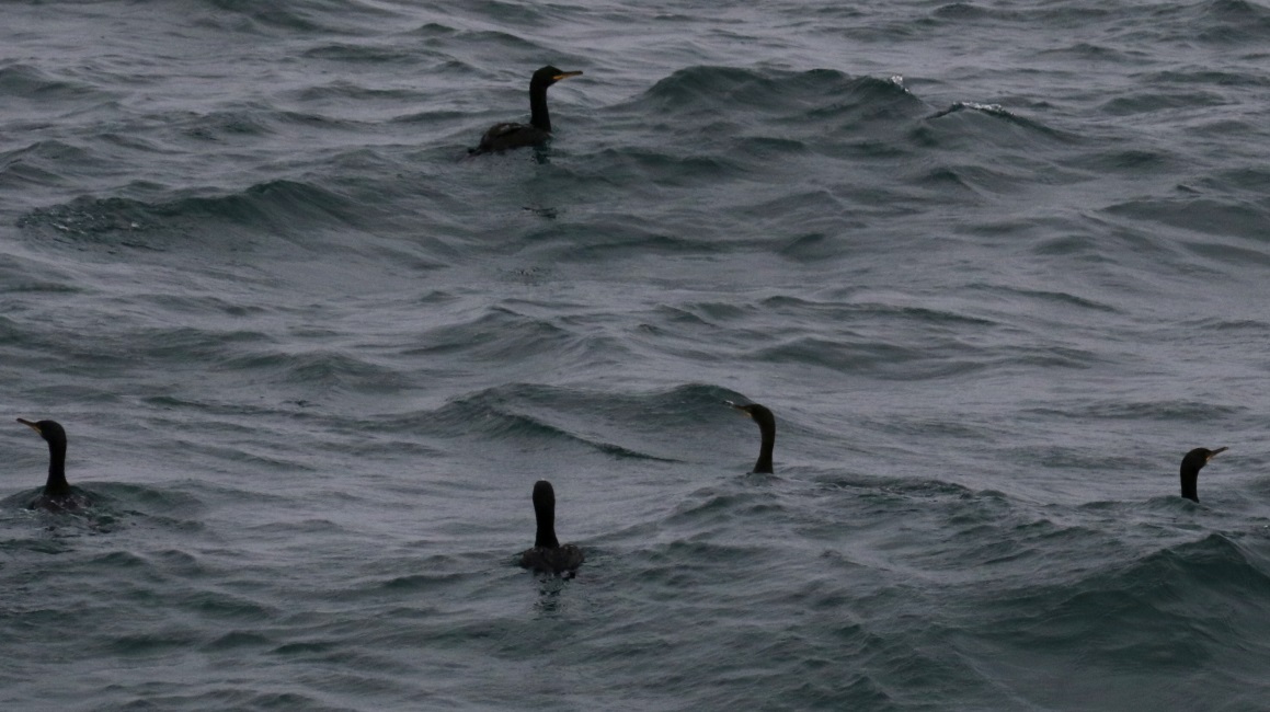 Cormorants in the Sound of Iona