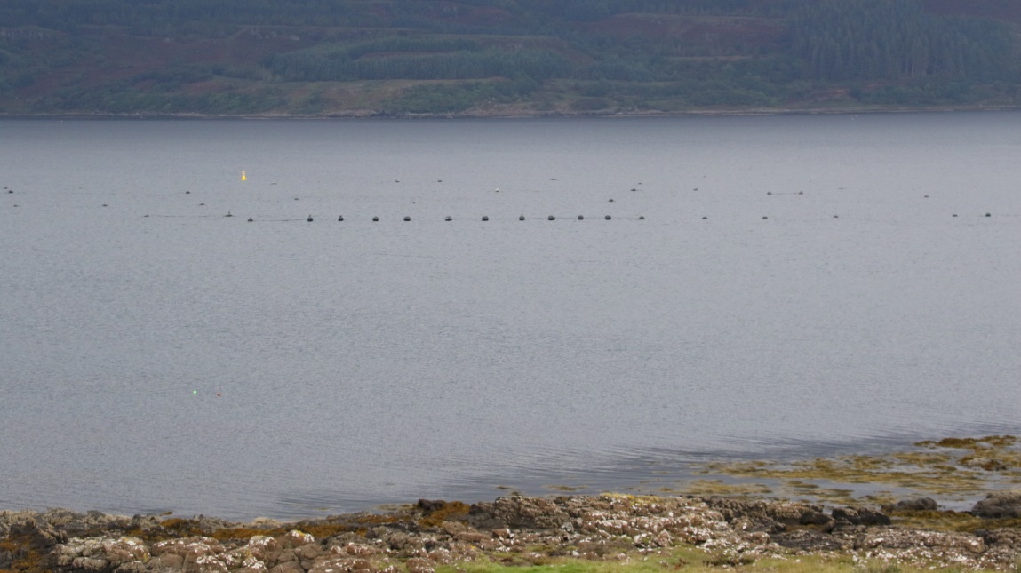 Salmon farm in Loch Scridain