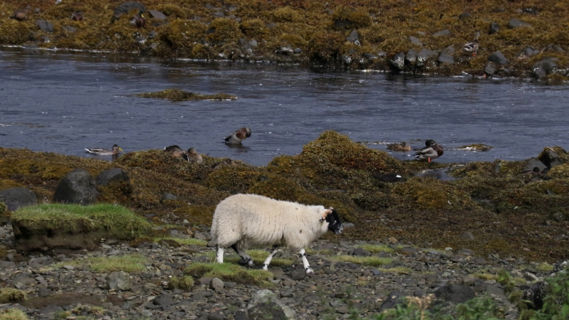 Ducks and a sheep in Pennyghael