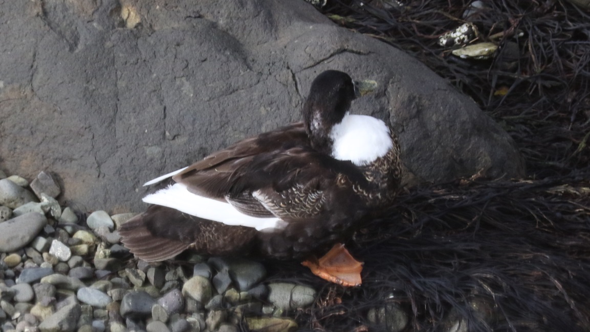 Duck on the shore