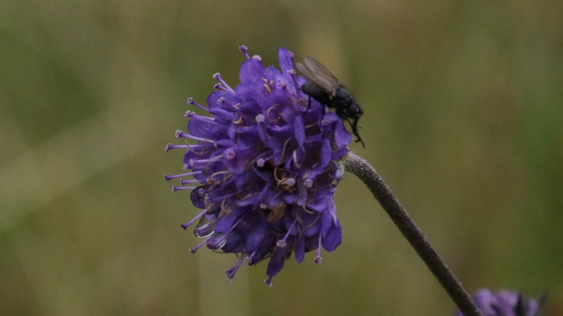 Flower with a small fly