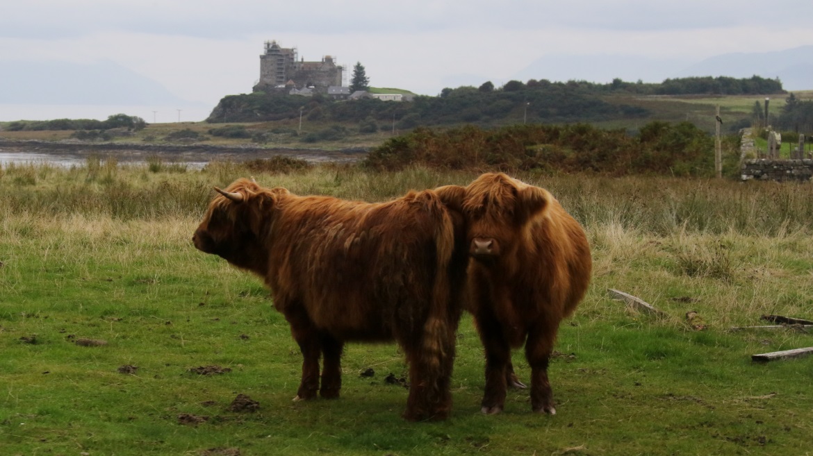 Highland cows