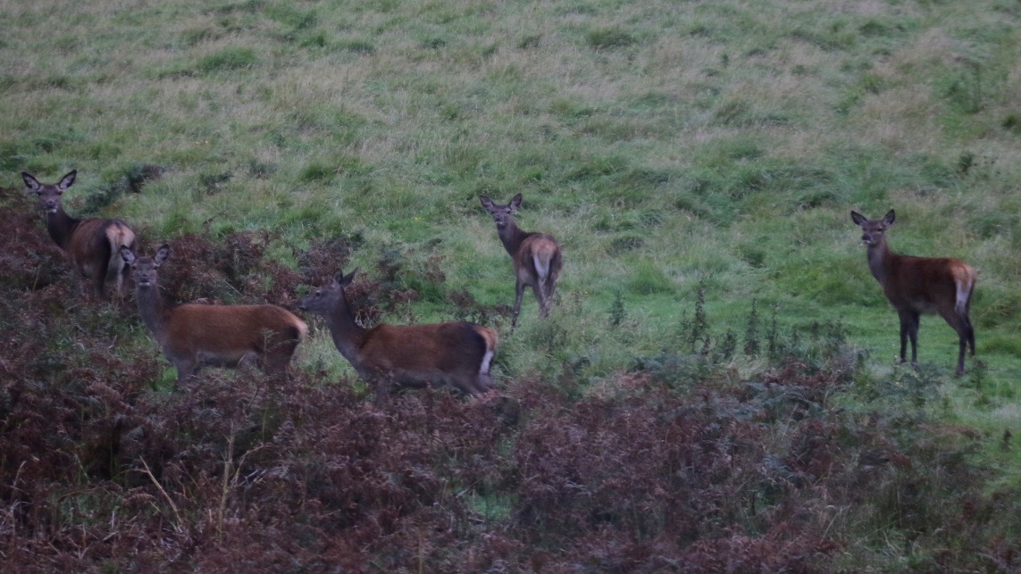 Red deer watching us